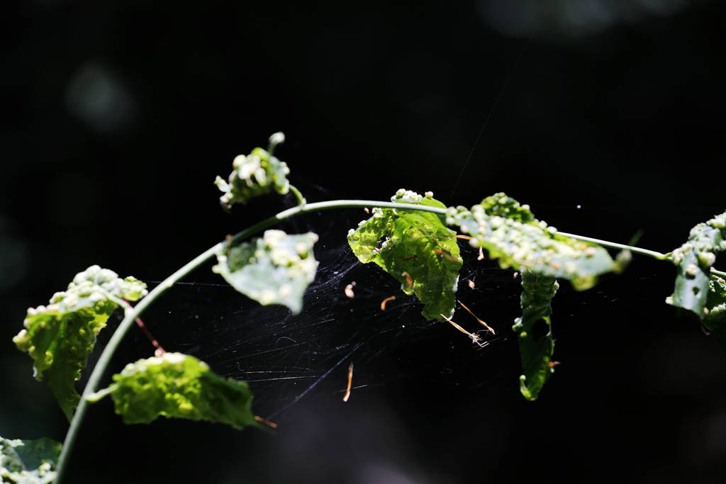 网呀网<strong></p>
<p>多币网</strong>,说不清的网