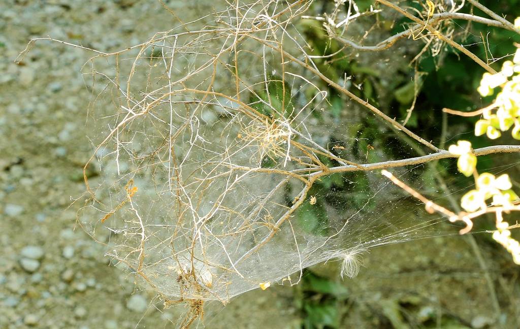 网呀网<strong></p>
<p>多币网</strong>,说不清的网