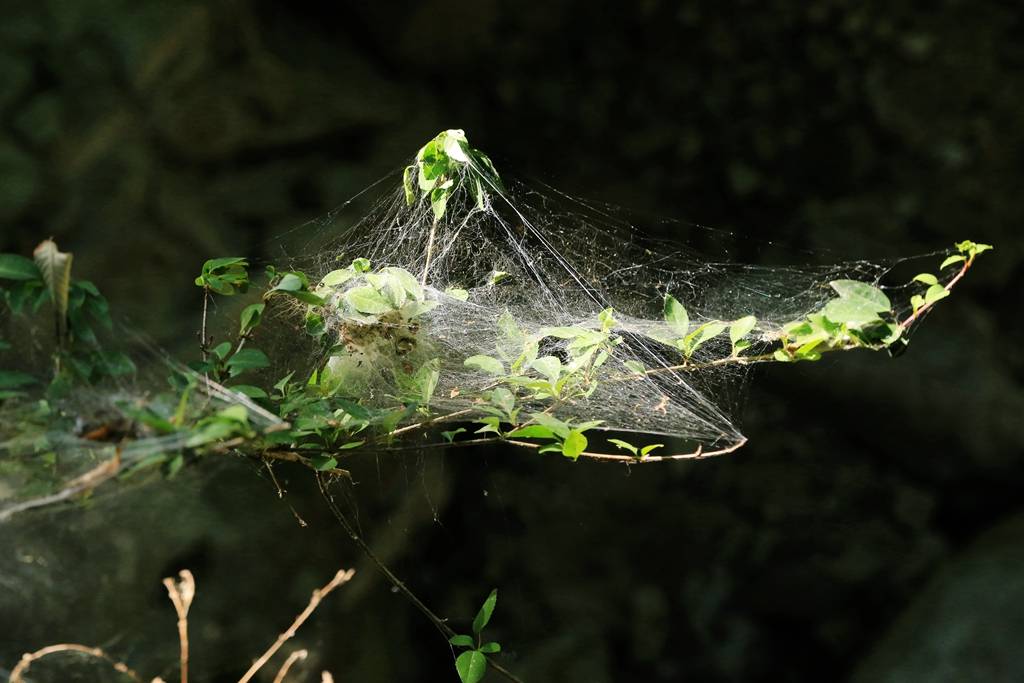 网呀网<strong></p>
<p>多币网</strong>,说不清的网