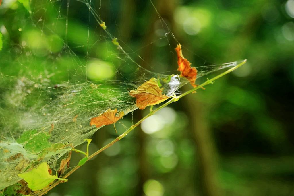 网呀网<strong></p>
<p>多币网</strong>,说不清的网