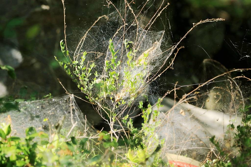 网呀网<strong></p>
<p>多币网</strong>,说不清的网