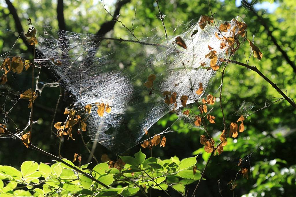 网呀网<strong></p>
<p>多币网</strong>,说不清的网