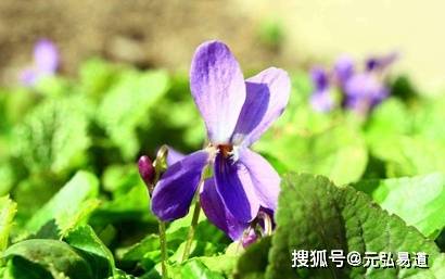 八字七杀格成格与败格怎么论断，七杀格用神成败