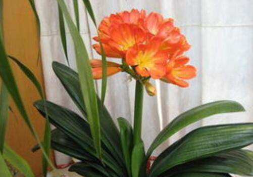 绿色植物名称带血的有那些