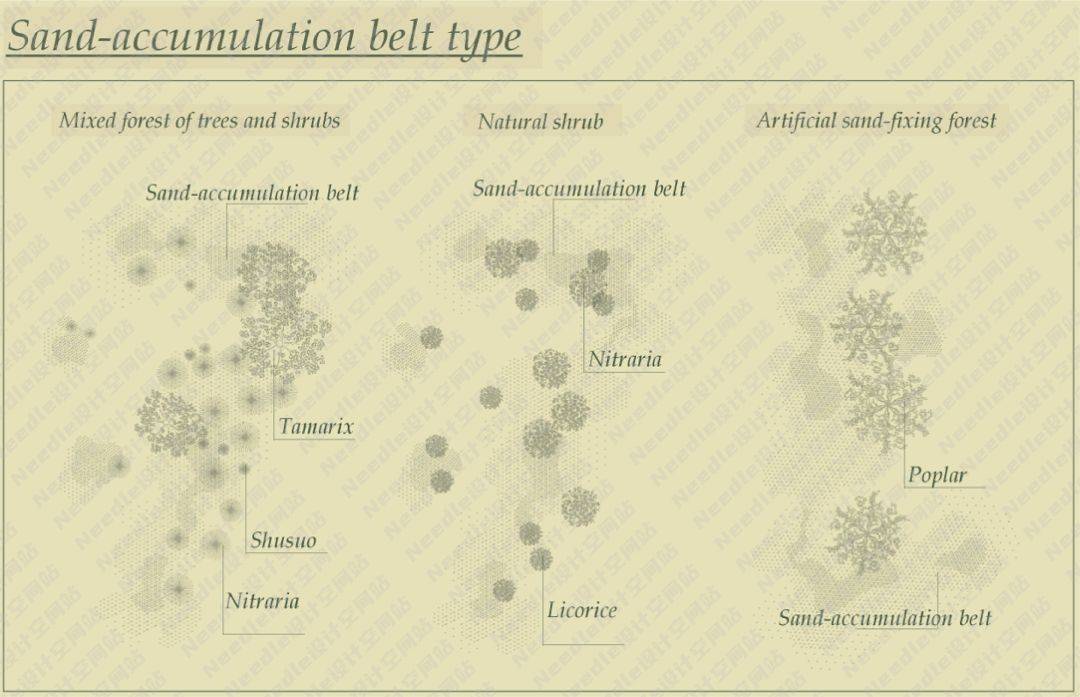 Recreate the Oasis民勤绿洲的荒漠化防治|Needle 2022成果展|Needle项目分享