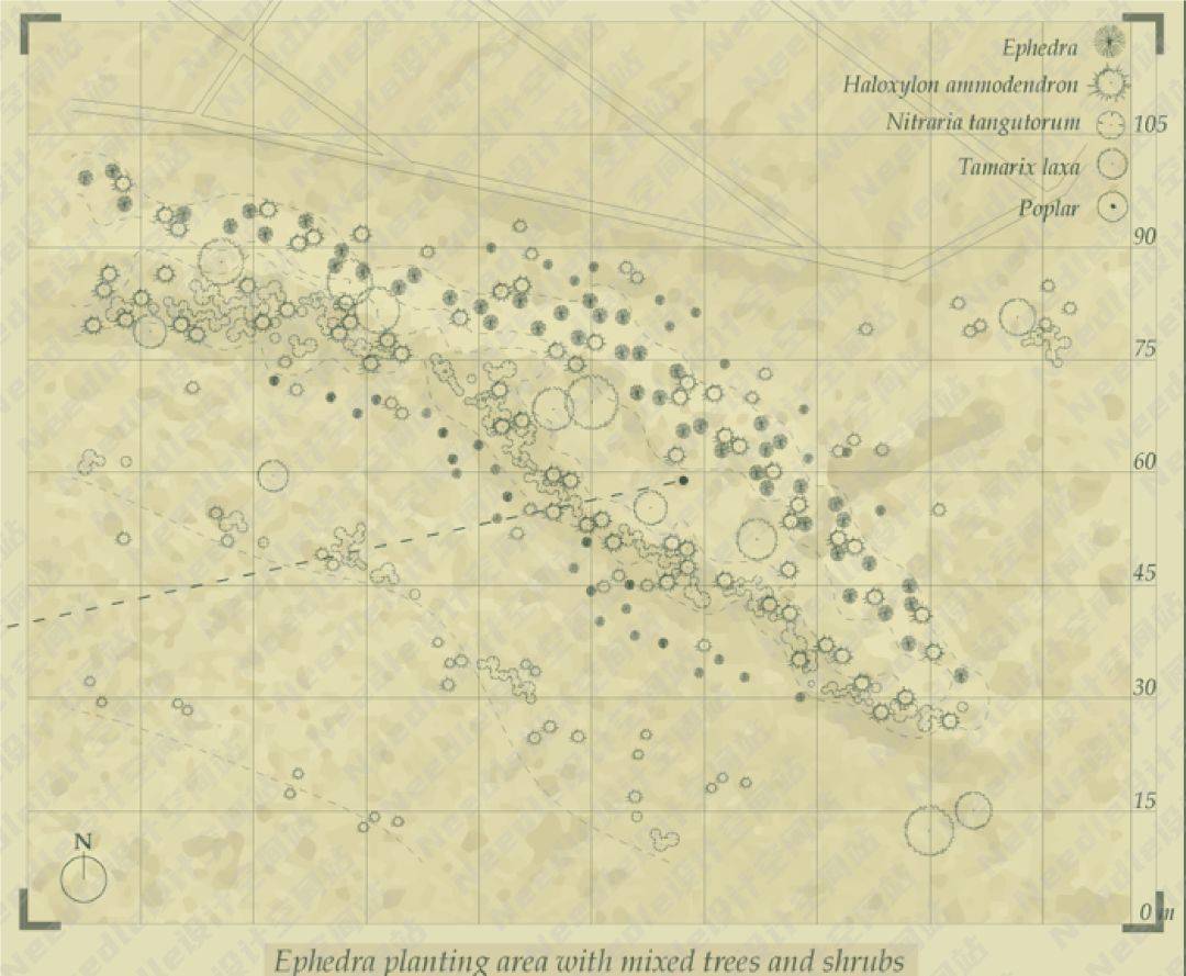 Recreate the Oasis民勤绿洲的荒漠化防治|Needle 2022成果展|Needle项目分享
