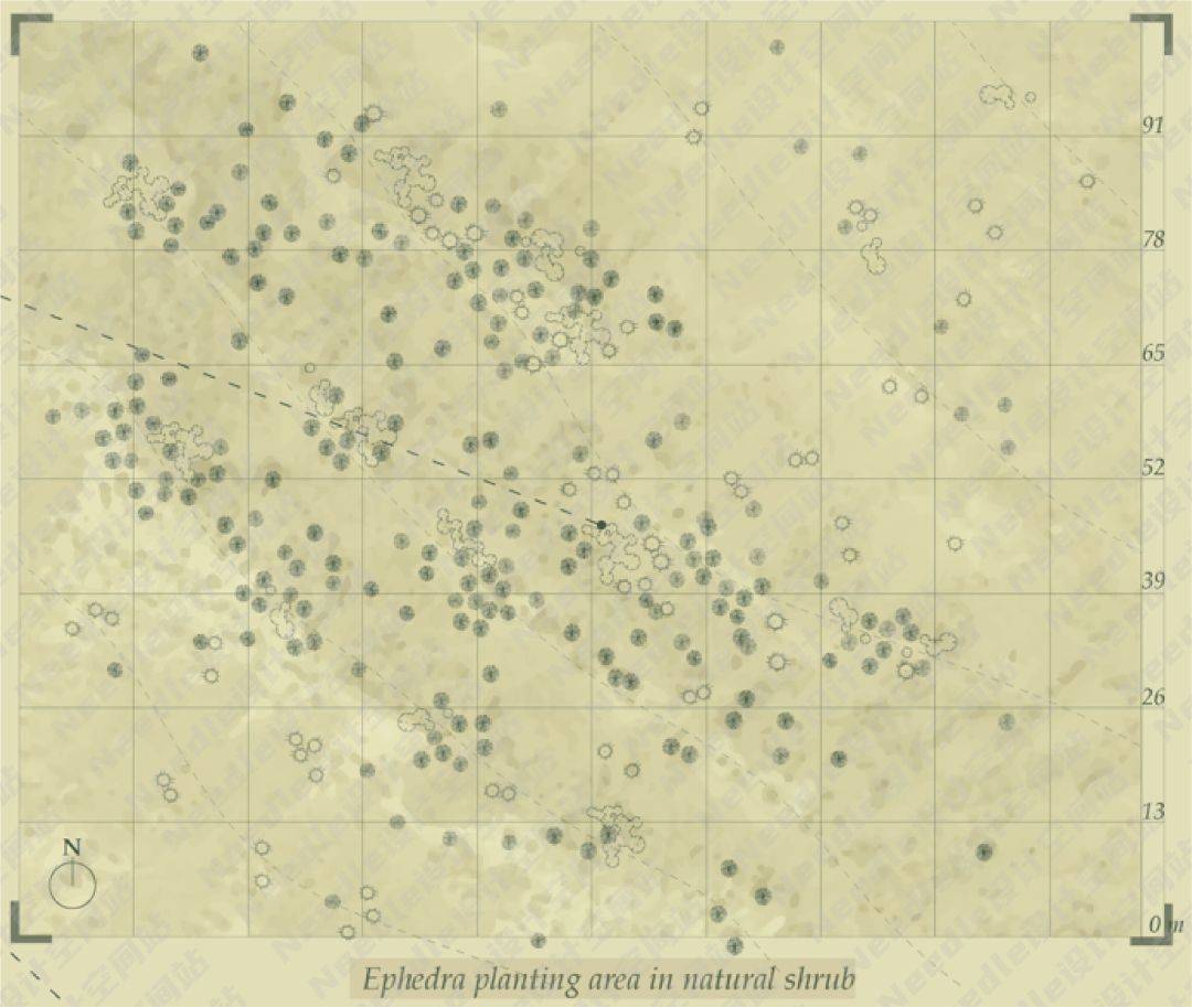 Recreate the Oasis民勤绿洲的荒漠化防治|Needle 2022成果展|Needle项目分享