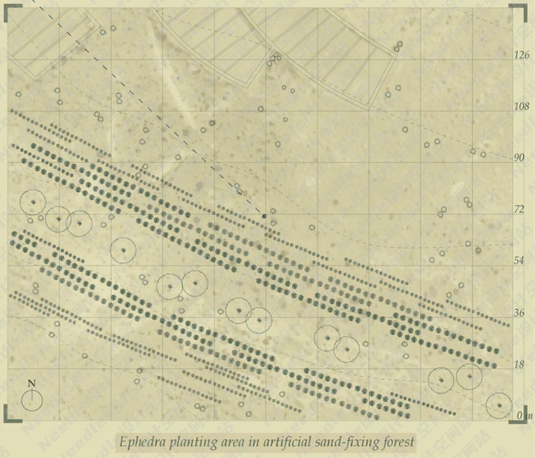 Recreate the Oasis民勤绿洲的荒漠化防治|Needle 2022成果展|Needle项目分享