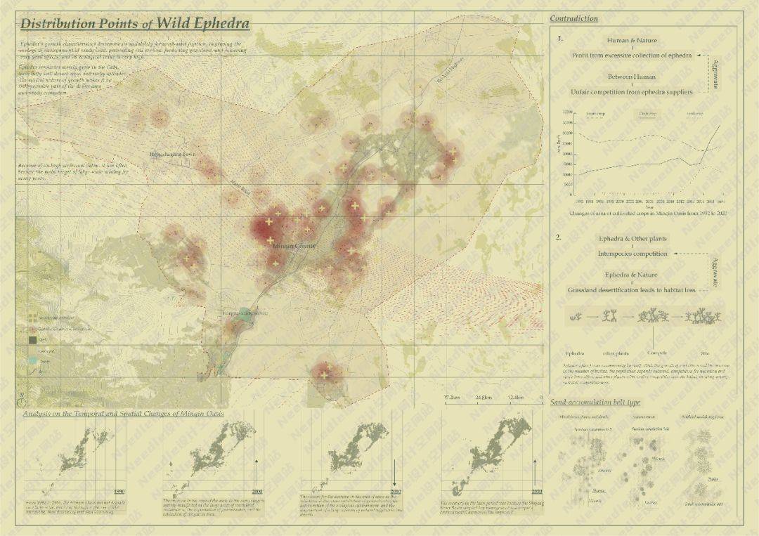 Recreate the Oasis民勤绿洲的荒漠化防治|Needle 2022成果展|Needle项目分享
