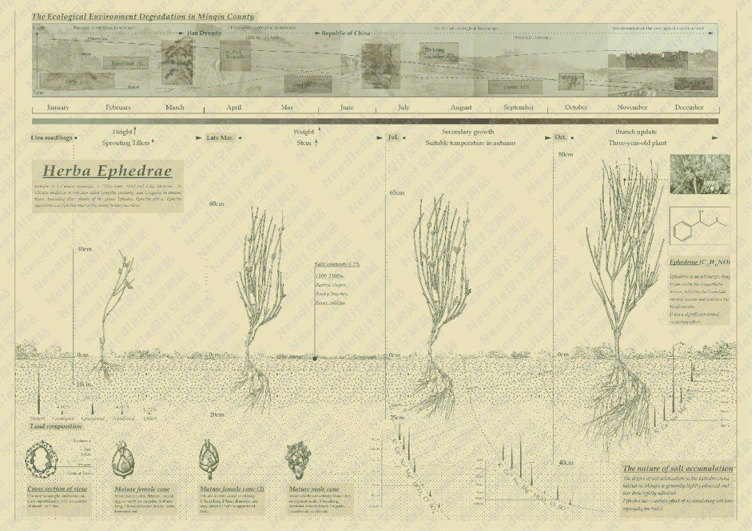 Recreate the Oasis民勤绿洲的荒漠化防治|Needle 2022成果展|Needle项目分享