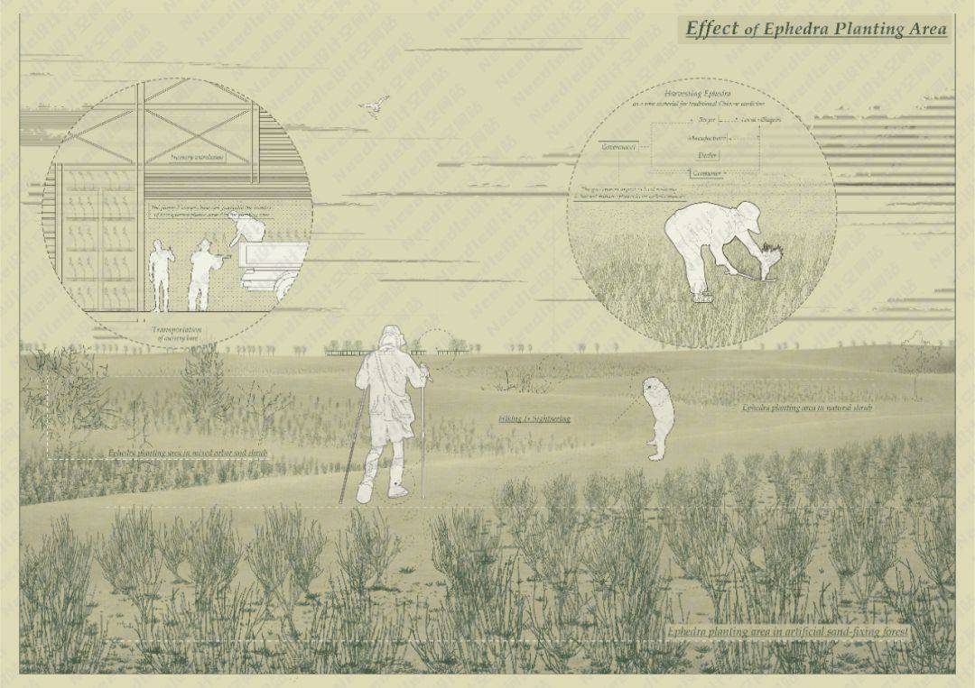 Recreate the Oasis民勤绿洲的荒漠化防治|Needle 2022成果展|Needle项目分享