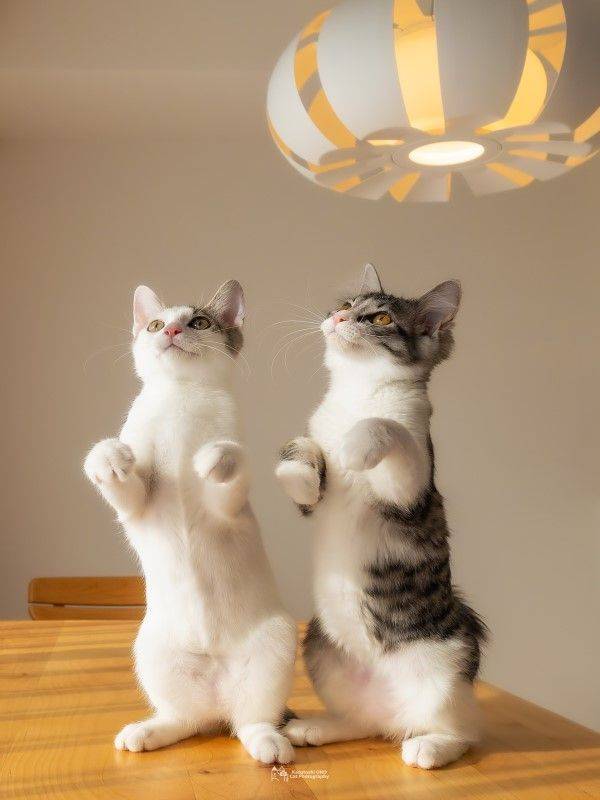 惊见猫咪吸在墙壁上<strong></p>
<p>UMI</strong>！网赞：蜘蛛喵