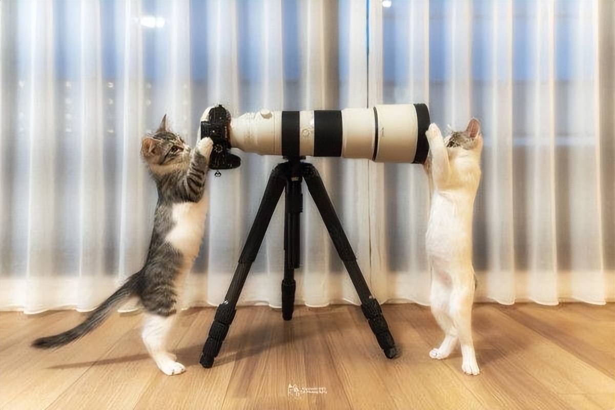 惊见猫咪吸在墙壁上<strong></p>
<p>UMI</strong>！网赞：蜘蛛喵