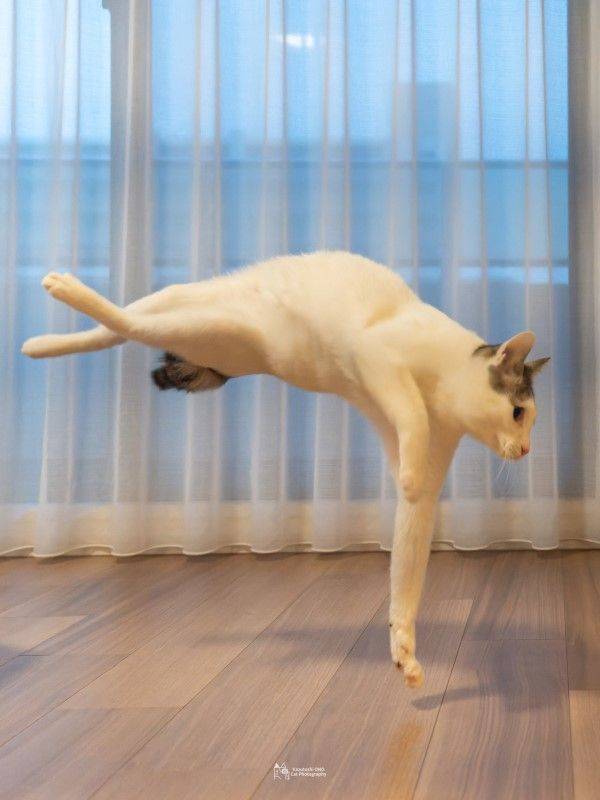 惊见猫咪吸在墙壁上<strong></p>
<p>UMI</strong>！网赞：蜘蛛喵