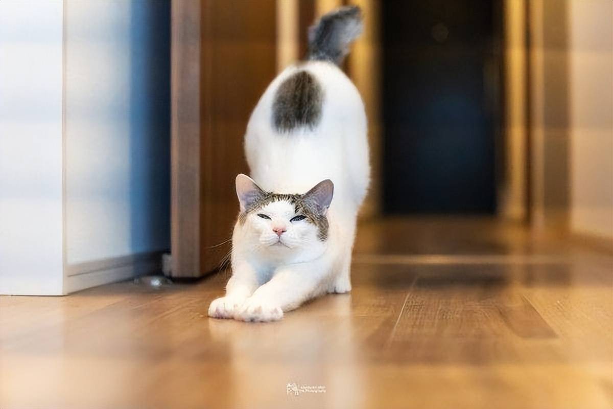 惊见猫咪吸在墙壁上<strong></p>
<p>UMI</strong>！网赞：蜘蛛喵