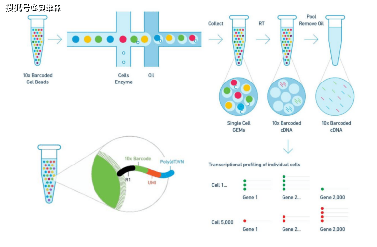 奥维森科技：新增10x Genomics单细胞测序<strong></p>
<p>UMI</strong>，一如既往优质服务！