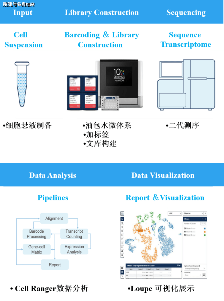 奥维森科技：新增10x Genomics单细胞测序<strong></p>
<p>UMI</strong>，一如既往优质服务！