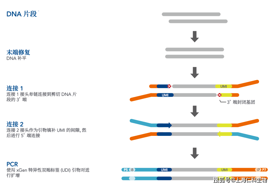 困难样本如何建立高复杂度文库<strong></p>
<p>UMI</strong>?