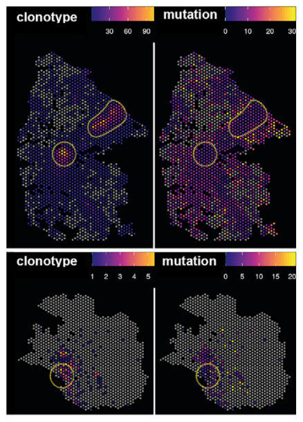 空间转录组之免疫组库分析