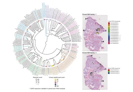 空间转录组之免疫组库分析