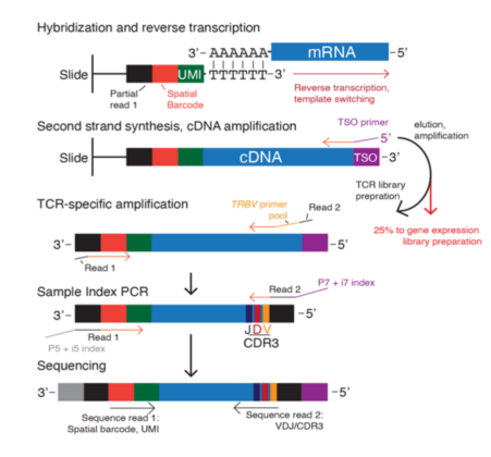 空间转录组之免疫组库分析