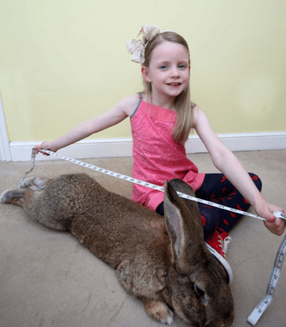 世界上最大的兔子<strong></p>
<p>兔子币</strong>,大的像是毛绒玩具,主人:快把我家吃光了!