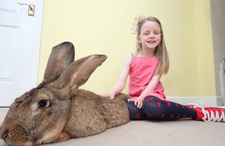 世界上最大的兔子<strong></p>
<p>兔子币</strong>,大的像是毛绒玩具,主人:快把我家吃光了!