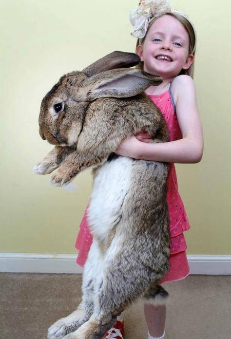 世界上最大的兔子<strong></p>
<p>兔子币</strong>,大的像是毛绒玩具,主人:快把我家吃光了!