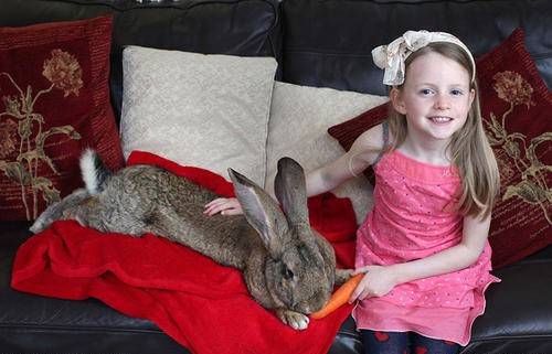 世界上最大的兔子<strong></p>
<p>兔子币</strong>,大的像是毛绒玩具,主人:快把我家吃光了!