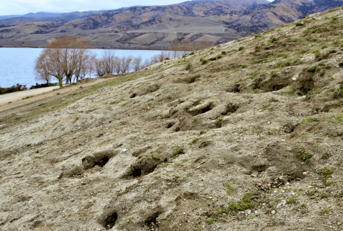 新西兰这里野兔数量“爆炸”<strong></p>
<p>兔子币</strong>，各种奇招都在用！钱越花越多，没有一招能根治……