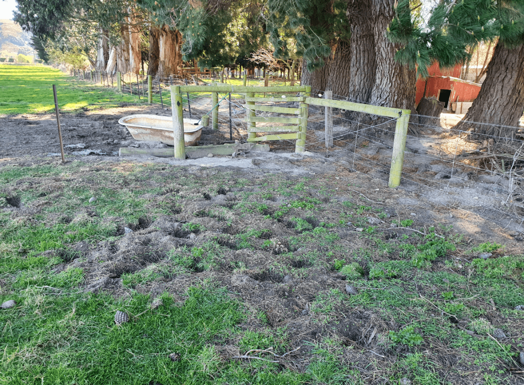 新西兰这里野兔数量“爆炸”<strong></p>
<p>兔子币</strong>，各种奇招都在用！钱越花越多，没有一招能根治……