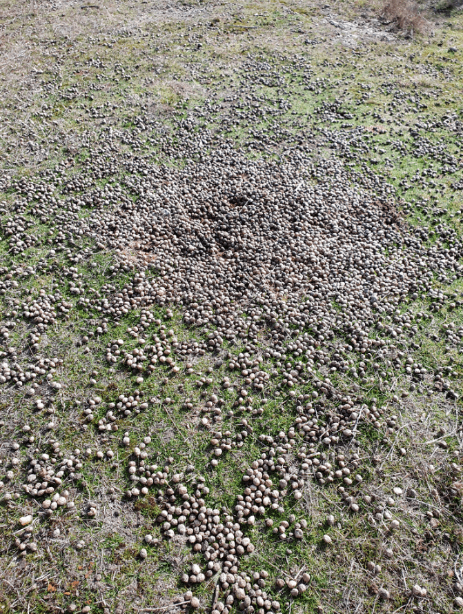 新西兰这里野兔数量“爆炸”<strong></p>
<p>兔子币</strong>，各种奇招都在用！钱越花越多，没有一招能根治……