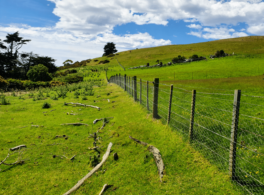 新西兰这里野兔数量“爆炸”<strong></p>
<p>兔子币</strong>，各种奇招都在用！钱越花越多，没有一招能根治……