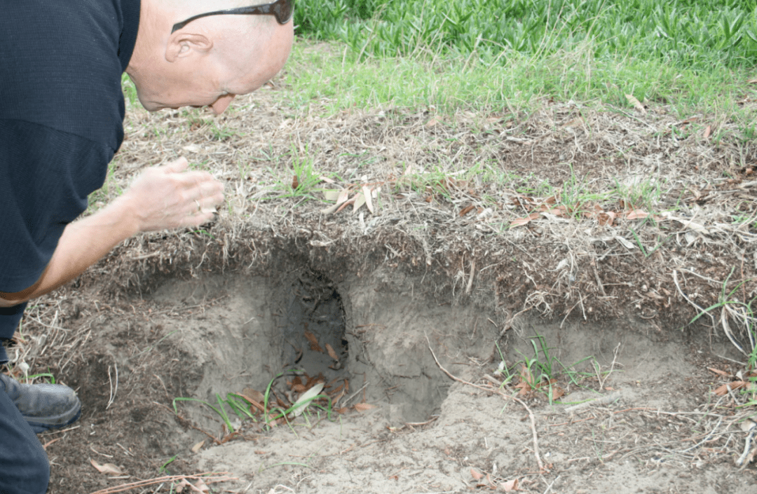 新西兰这里野兔数量“爆炸”<strong></p>
<p>兔子币</strong>，各种奇招都在用！钱越花越多，没有一招能根治……