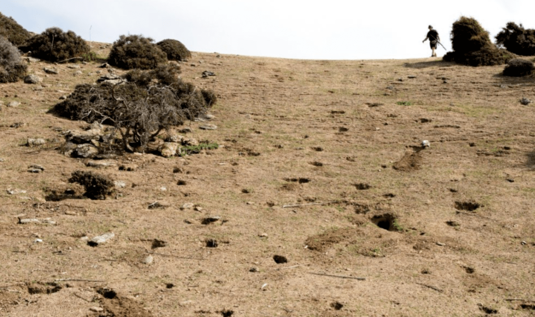 新西兰这里野兔数量“爆炸”<strong></p>
<p>兔子币</strong>，各种奇招都在用！钱越花越多，没有一招能根治……