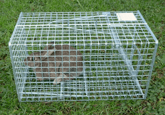 新西兰这里野兔数量“爆炸”<strong></p>
<p>兔子币</strong>，各种奇招都在用！钱越花越多，没有一招能根治……