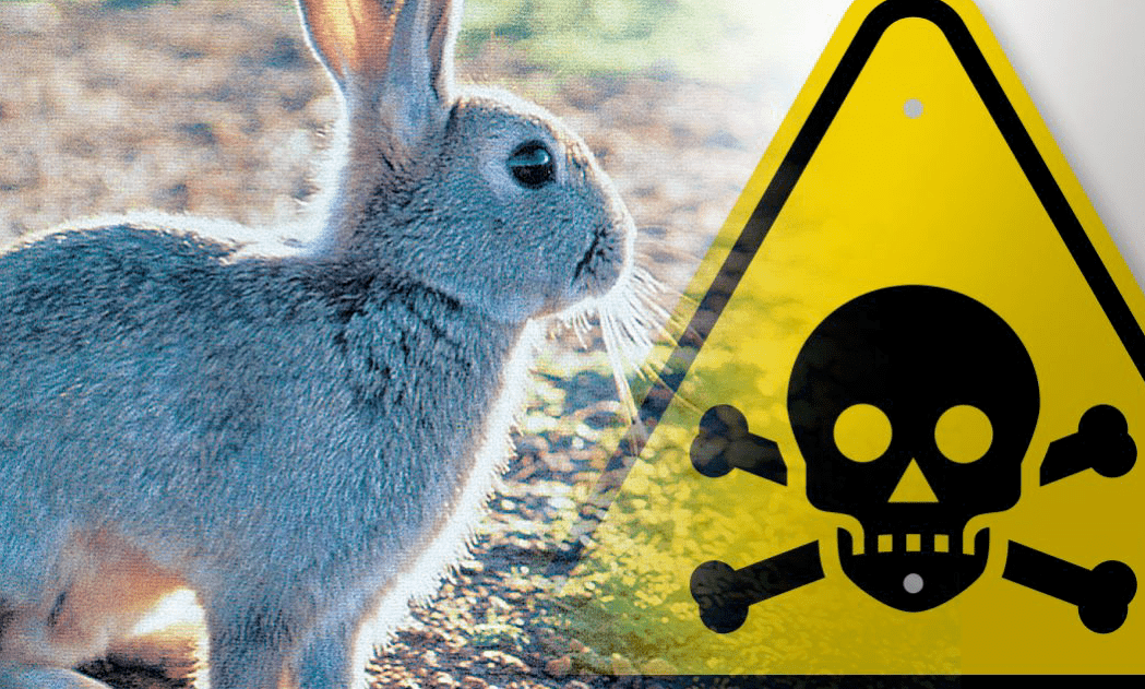 新西兰这里野兔数量“爆炸”<strong></p>
<p>兔子币</strong>，各种奇招都在用！钱越花越多，没有一招能根治……