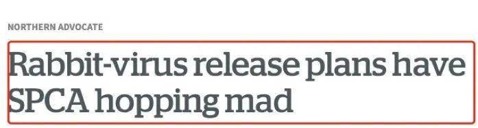 新西兰这里野兔数量“爆炸”<strong></p>
<p>兔子币</strong>，各种奇招都在用！钱越花越多，没有一招能根治……