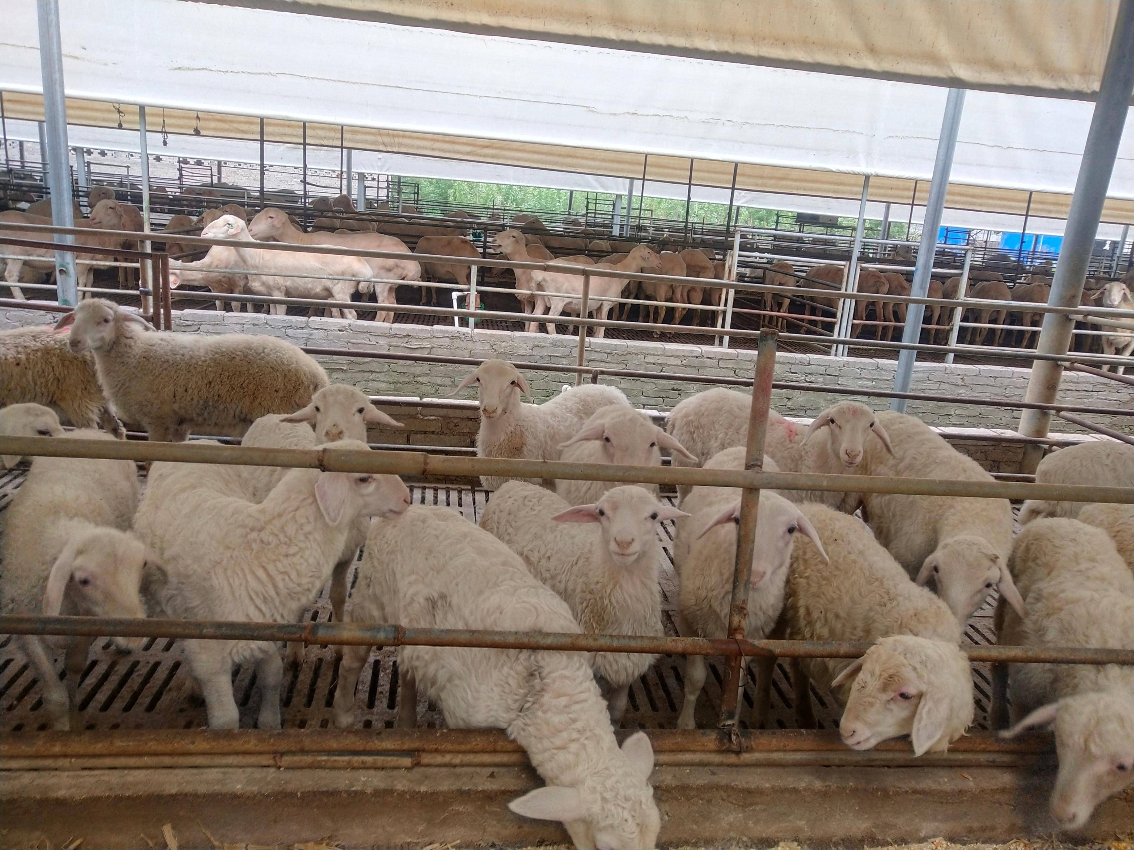 方城县博望镇：“得益羊羊”迎新年