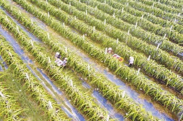 广西南宁“小砂糖橘”火出圈的背后原来有这样的故事……