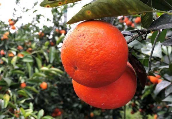 广西南宁“小砂糖橘”火出圈的背后原来有这样的故事……