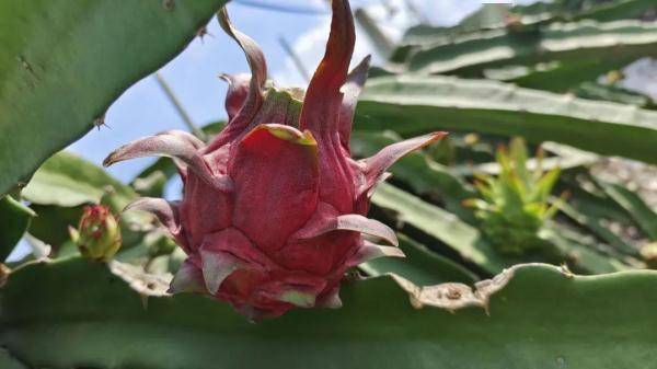 广西南宁“小砂糖橘”火出圈的背后原来有这样的故事……