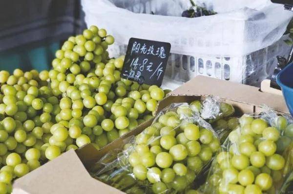 广西南宁“小砂糖橘”火出圈的背后原来有这样的故事……