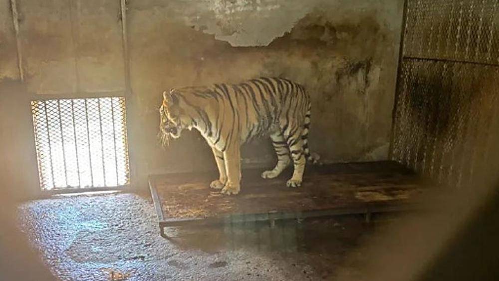 正义网三问东北虎死亡事件:“三无”单位为何长期没受到查处