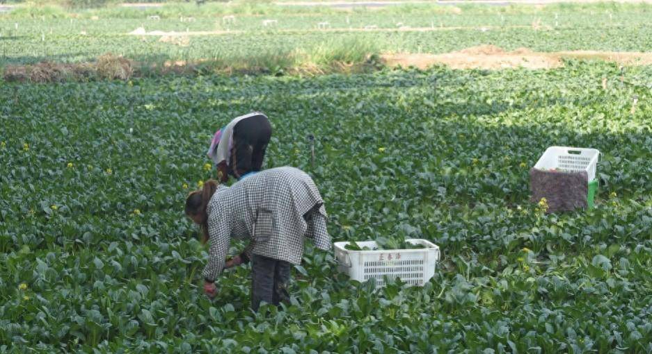 贺兰县冷凉蔬菜再次“出圈” 走俏“一带一路”市场