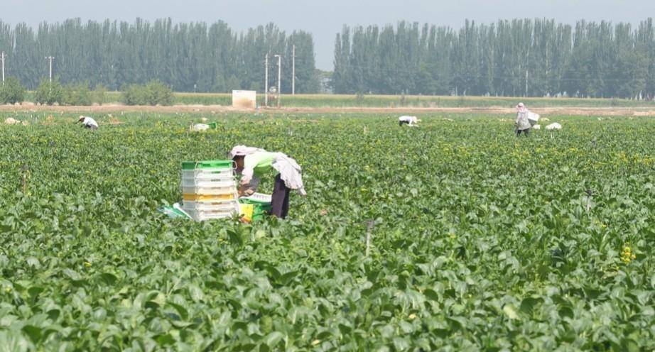 贺兰县冷凉蔬菜再次“出圈” 走俏“一带一路”市场