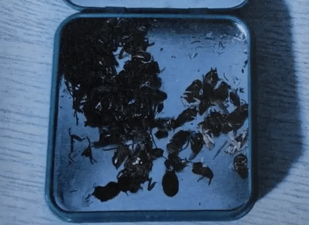 打两碗蘸料<strong></p>
<p>聚享币</strong>，吃一碗毁一碗！女子投虫敲诈火锅店更多细节曝光