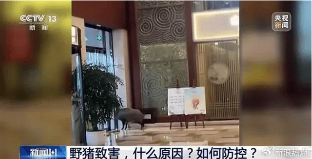 野猪侵入高铁联络线与列车相撞<strong></p>
<p>嗨币网</strong>，此类事故如何避免？