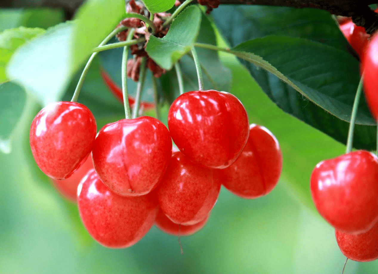 “含糖量”极高<strong></p>
<p>初链币</strong>！解锁“北方水果公园”山西万荣的甜蜜