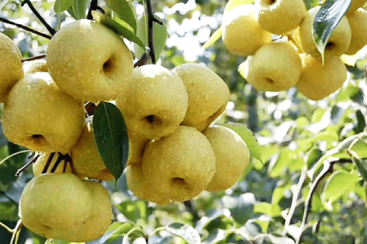 “含糖量”极高<strong></p>
<p>初链币</strong>！解锁“北方水果公园”山西万荣的甜蜜